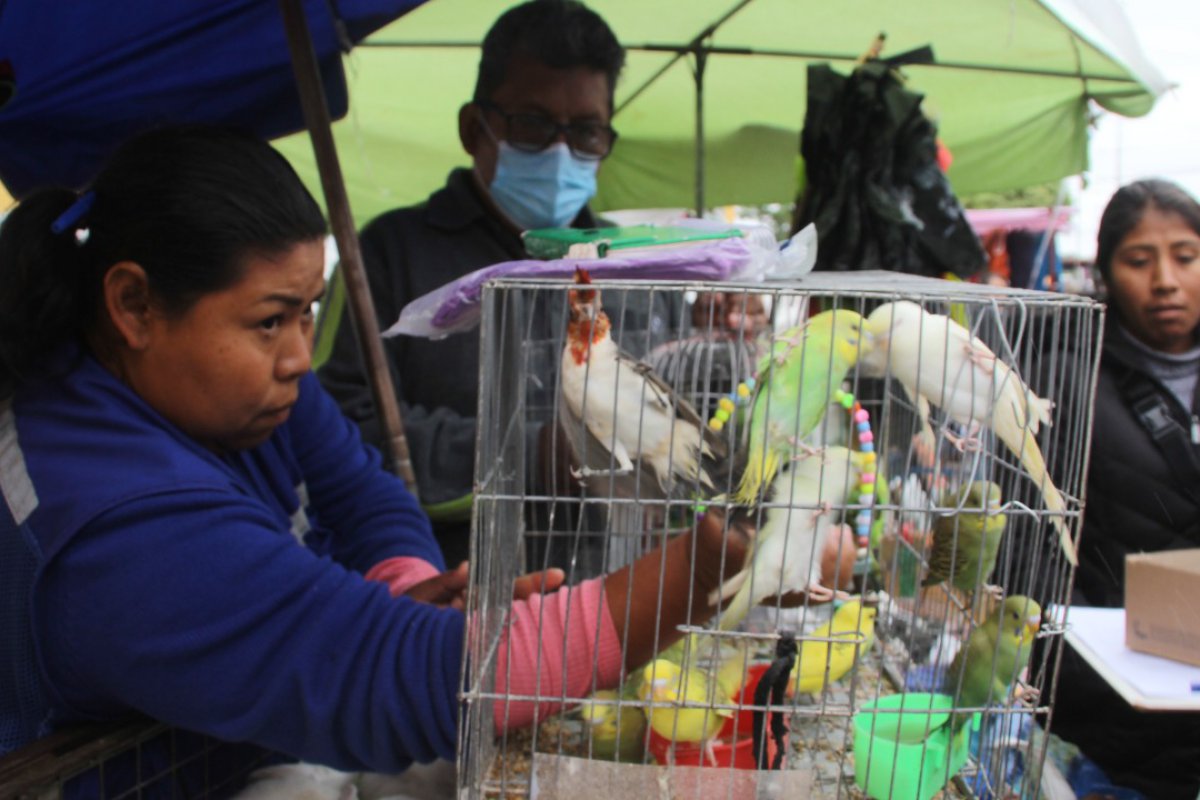 Rescatan 36 animales que estaban a la venta en la feria de Barrio